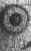 eyeani.gif (10971 bytes)